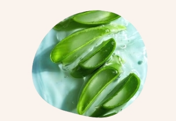 Aloe Vera - Pflanze - Frankreich - Endro